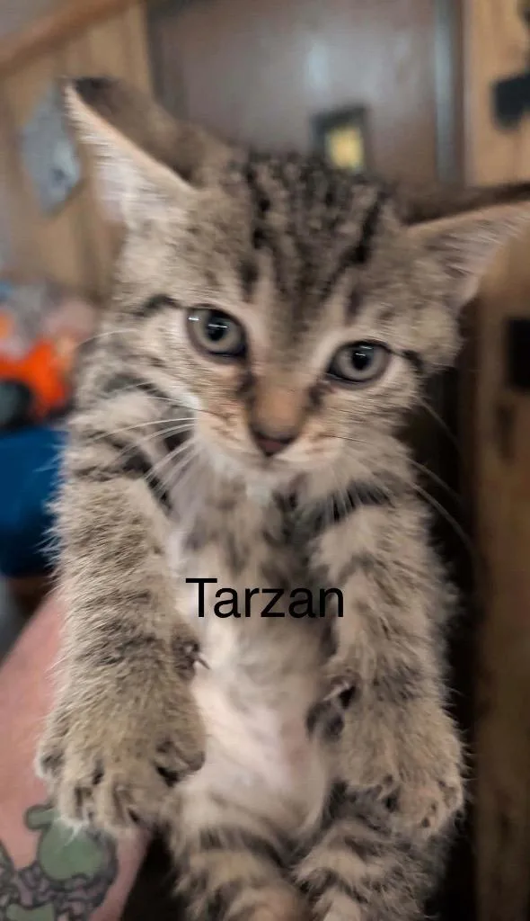 Tarzan thumbnail 2