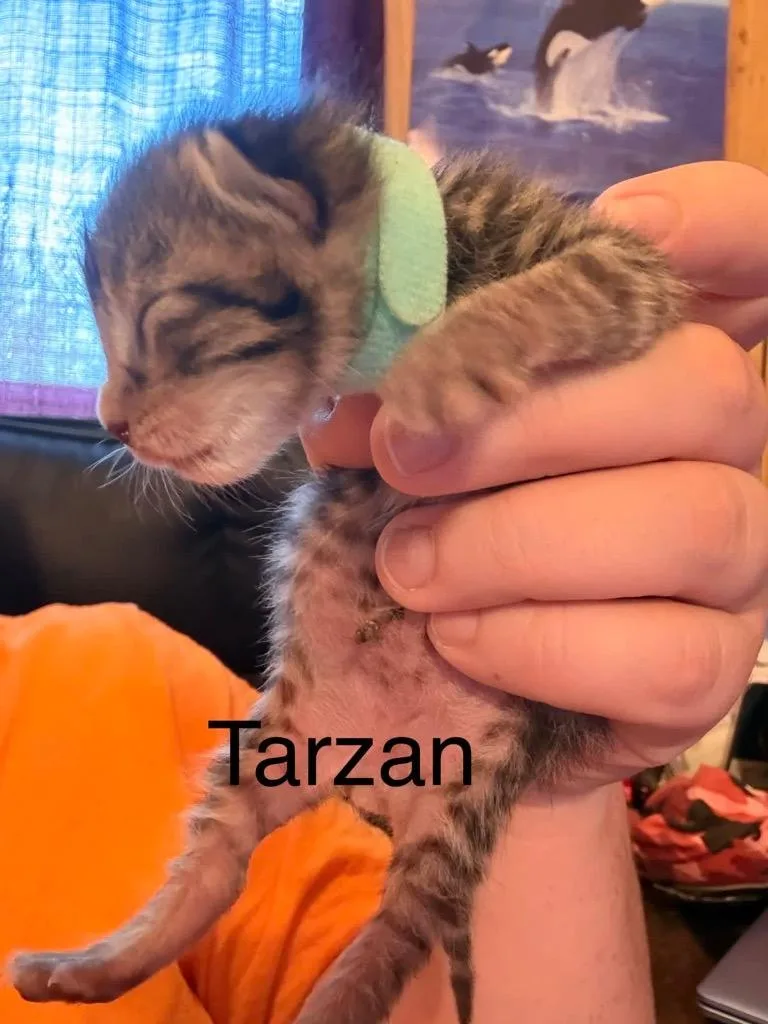 Tarzan thumbnail 3