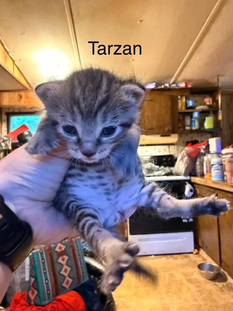 Tarzan thumbnail 4