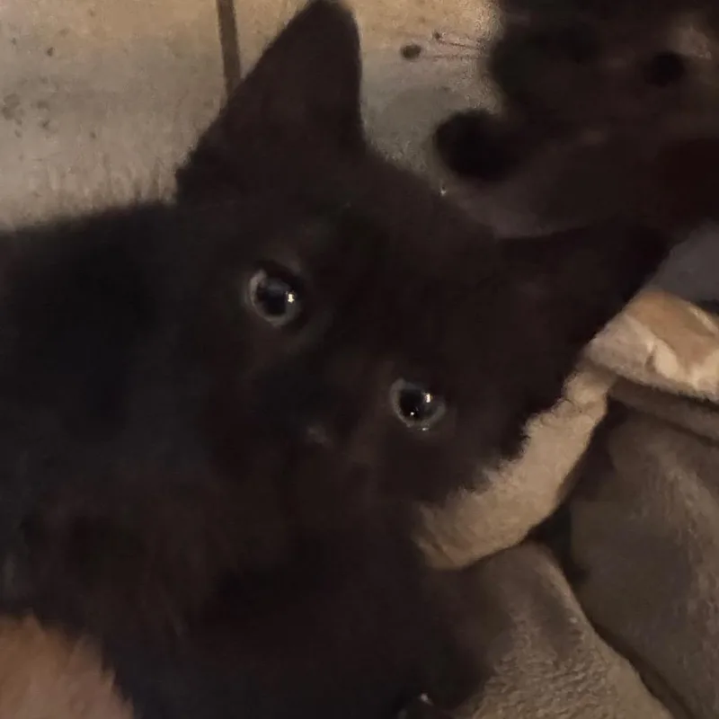 A baby small-sized male Black Domestic Medium Hair cat named Franklin for adoption in Clearwater, FL