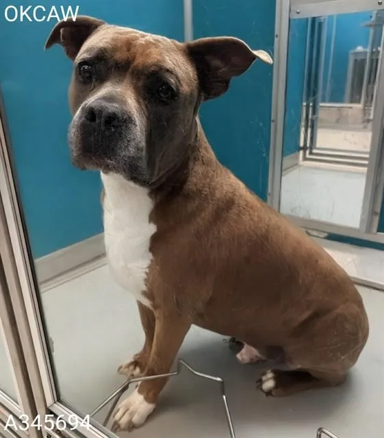 An adult large-sized male American Staffordshire Terrier dog named Bear for adoption in Oklahoma City, OK