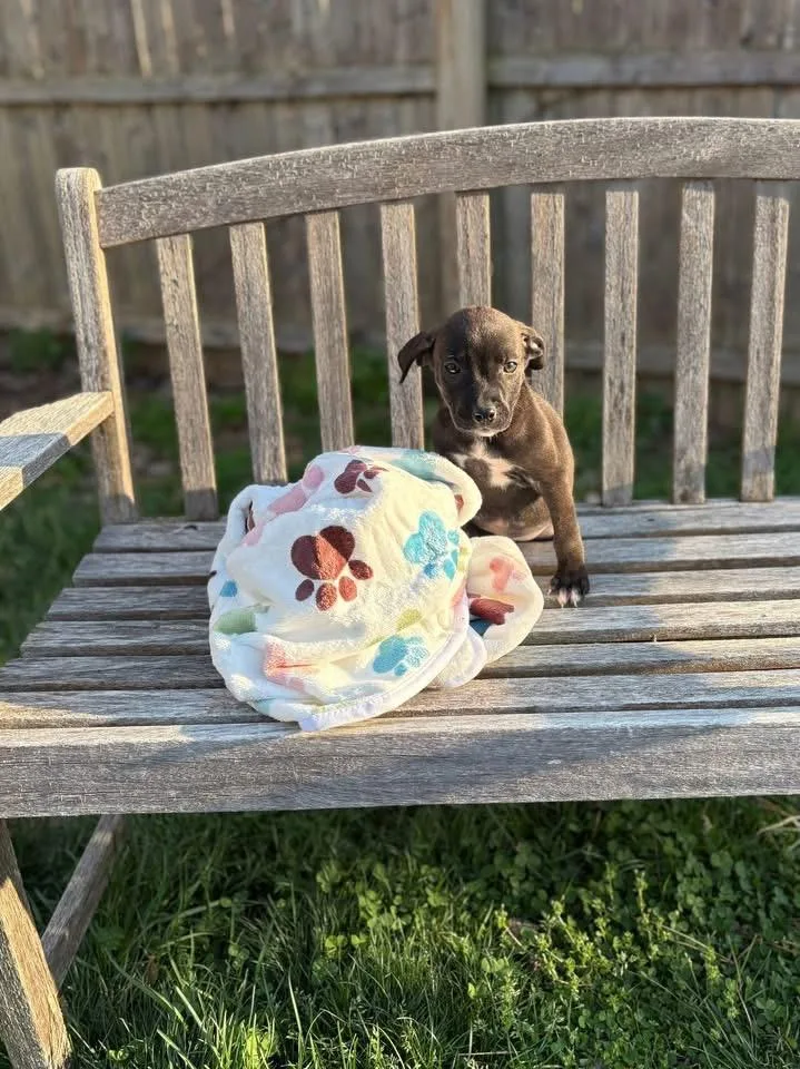 A baby medium-sized female Black Mouth Cur dog named Clover for adoption in Berlin, NJ