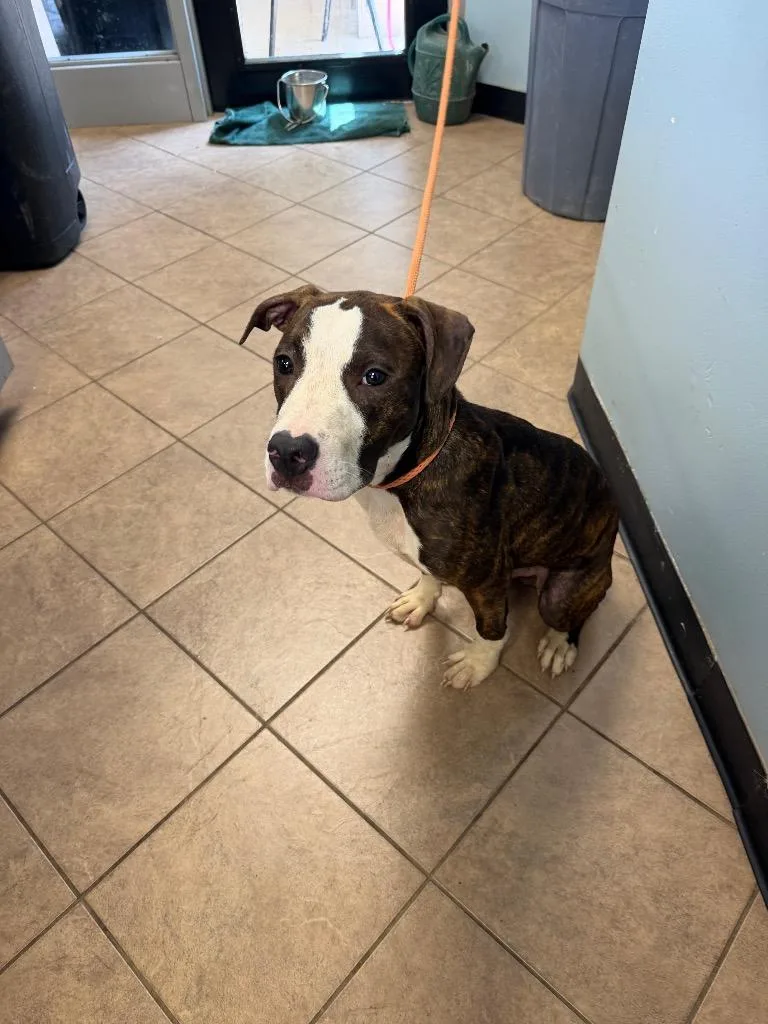 A baby medium-sized male Pit Bull Terrier dog named Griffey for adoption in Marion, OH