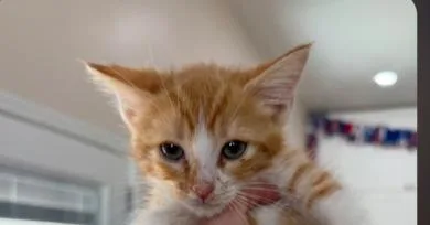 A baby small-sized male Orange & White Domestic Medium Hair cat named Parker for adoption in Thatcher, AZ