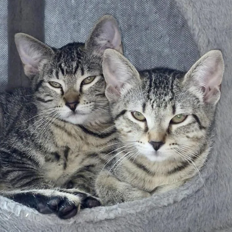 A baby small-sized female Brown / Chocolate Domestic Short Hair cat named Chicken Nugget and Clarice for adoption in Fort Worth, TX