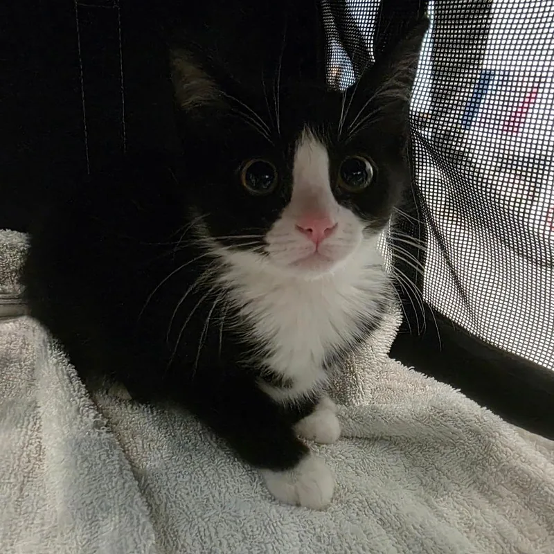 A baby small-sized female Black Domestic Short Hair cat named Bella for adoption in Chattanooga, TN