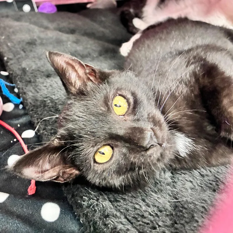 A baby small-sized female Black Domestic Short Hair cat named Ducky for adoption in Dayton, OH