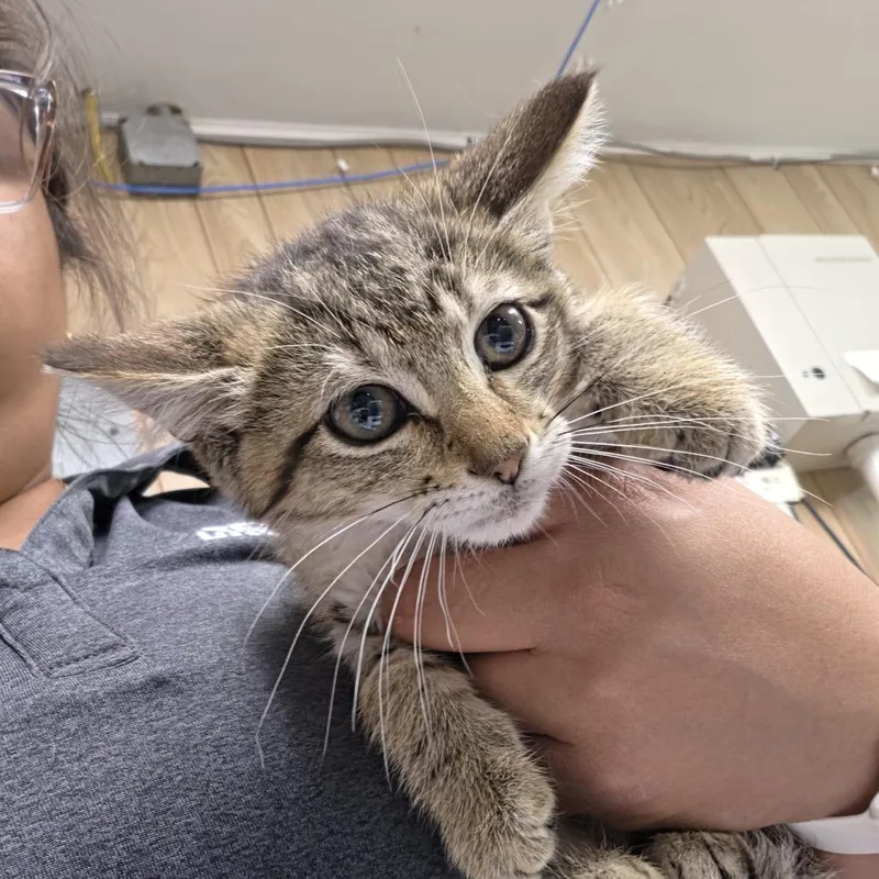A baby small-sized female Black Domestic Short Hair cat named Dionysus for adoption in Leander, TX