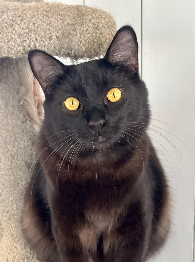 A young large-sized male Black Domestic Medium Hair cat named Jagger for adoption in Lancaster, CA