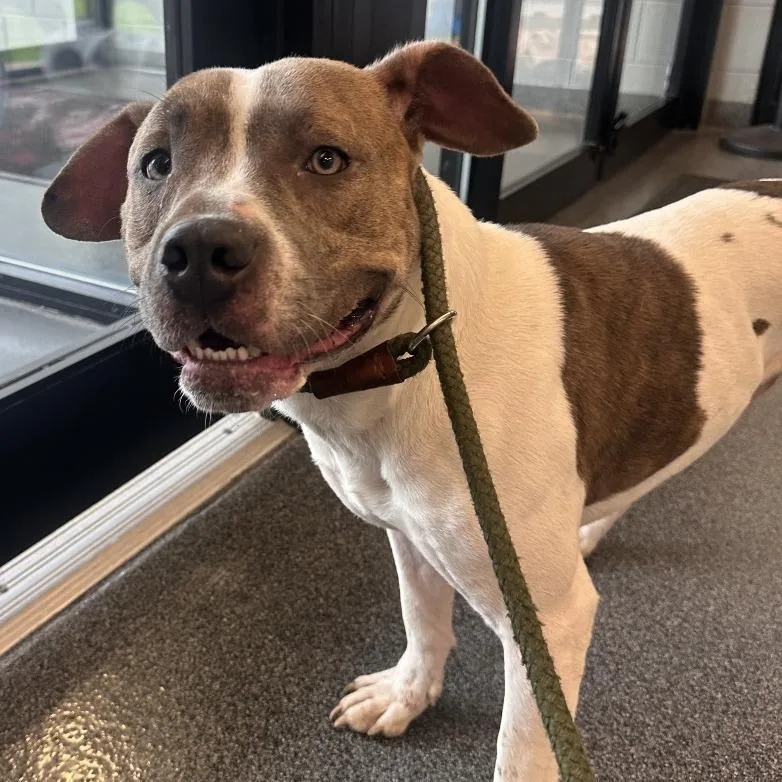 An adult large-sized male White / Cream Mixed Breed dog named Jimbo for adoption in Allentown, PA