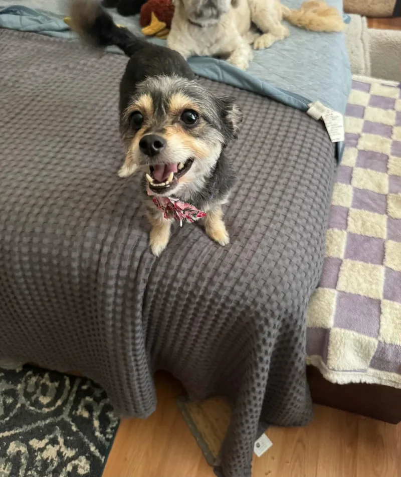 An adult small-sized female Bicolor Yorkshire Terrier dog named Roxy for adoption in BLOOMINGTON, NY