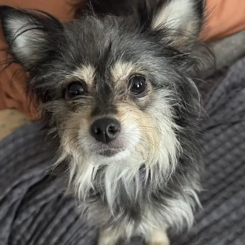 Roxy thumbnail 5