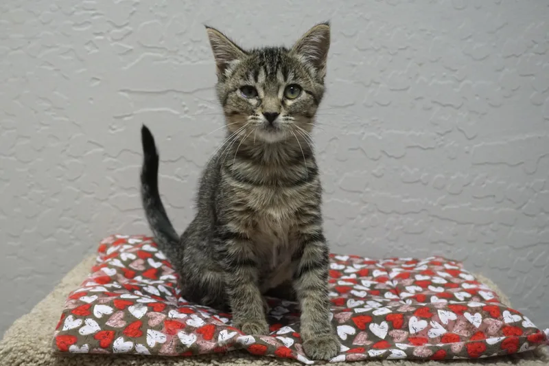A baby small-sized female Domestic Short Hair cat named Baker for adoption in Fountain Hills, AZ