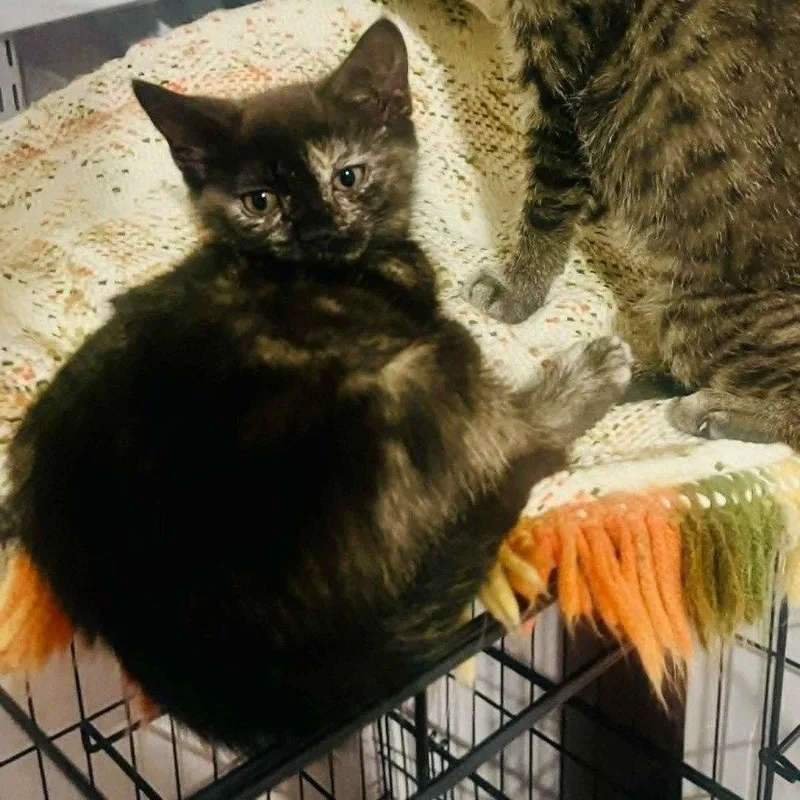 A baby medium-sized female Domestic Short Hair cat named Roma for adoption in Candler, NC