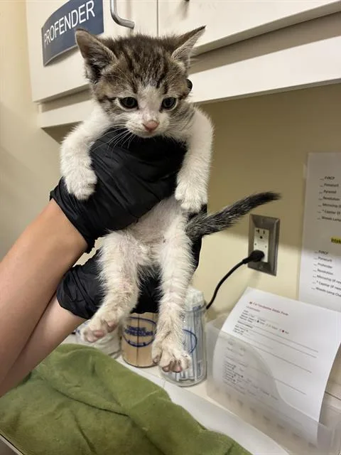 A baby small-sized female Domestic Short Hair cat named Erin for adoption in Fremont, CA