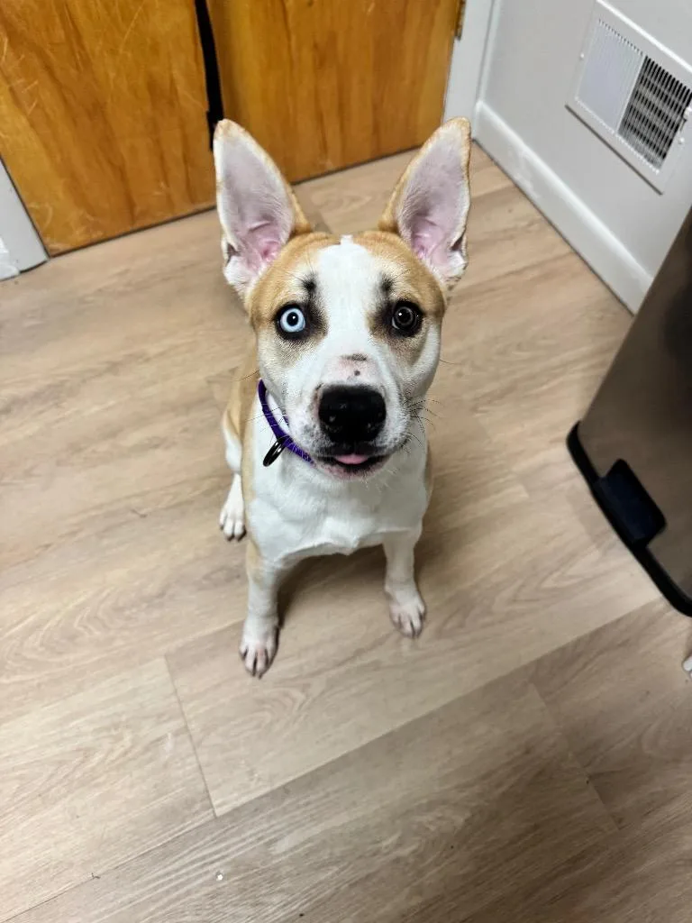 A young medium-sized male Husky dog named Bluey for adoption in Gloversville, NY