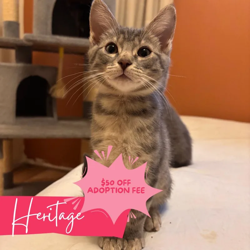 A baby medium-sized male Tabby (Gray / Blue / Silver) Domestic Short Hair cat named Heritage for adoption in Chattanooga, TN