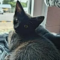 A baby small-sized female Gray / Blue / Silver Domestic Short Hair cat named Isabelle for adoption in Knoxville, TN
