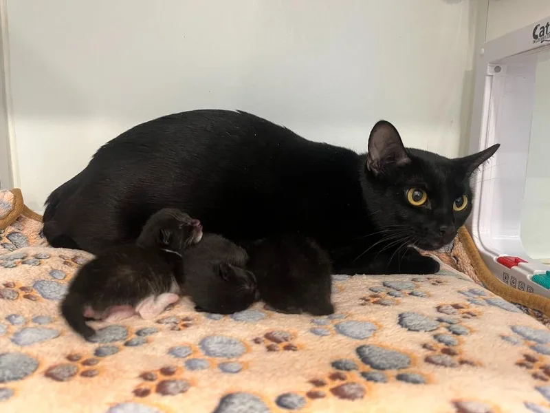 A young small-sized female Domestic Short Hair cat named Millie for adoption in Lunenburg, VT