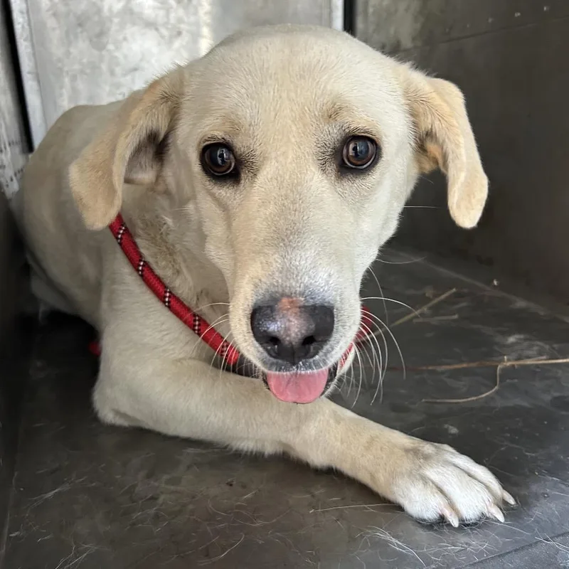 An adult large-sized female White / Cream Labrador Retriever dog named Taylor for adoption in Birmingham, AL