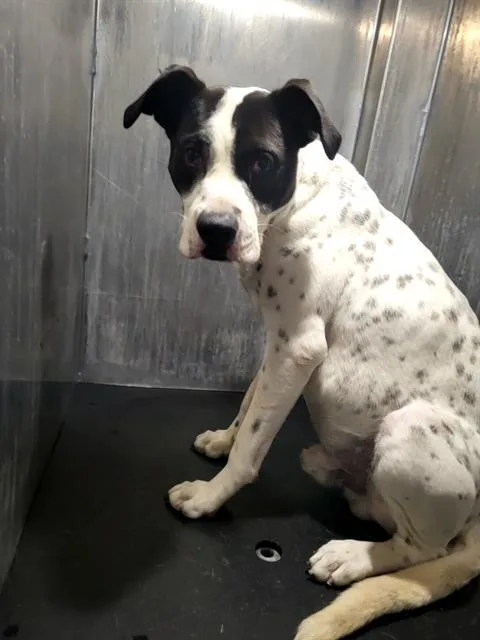An adult medium-sized male Dalmatian dog named Jones for adoption in San Antonio, TX