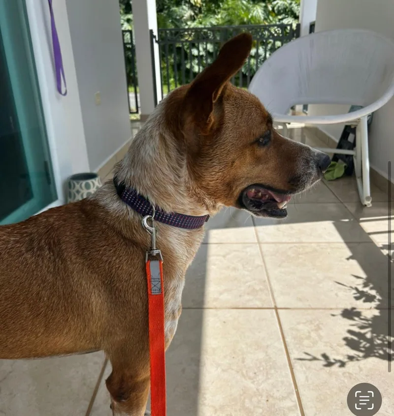A young medium-sized male Tricolor (Brown, Black, & White) Australian Cattle Dog / Blue Heeler dog named Angleo The Angel for adoption in Carolina, PR