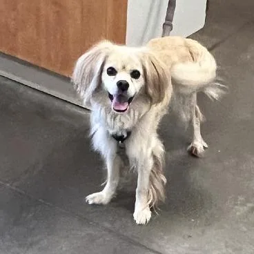 An adult small-sized male White / Cream Mixed Breed dog named Bozo for adoption in Pittsburgh, PA