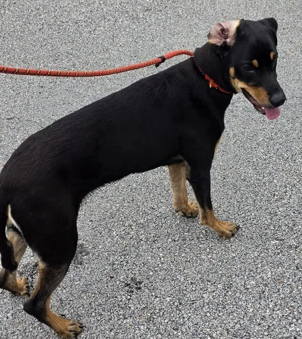 A young medium-sized female Miniature Pinscher dog named Ic Penelope for adoption in Lawrenceville, GA