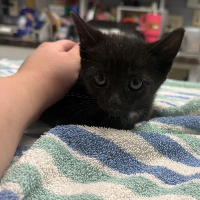 A baby small-sized male Black Domestic Short Hair cat named Onyx for adoption in Fort Bragg, CA