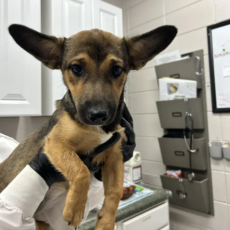 A baby medium-sized female Black Mixed Breed dog named Halfpint for adoption in Huntsville, AL