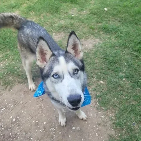 An adult medium-sized male Gray / Blue / Silver Husky dog named Jedi for adoption in Beaumont, TX