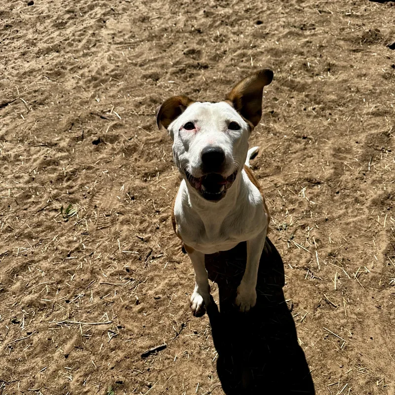 A young medium-sized female Bicolor American Staffordshire Terrier dog named Bambi for adoption in Seguin, TX