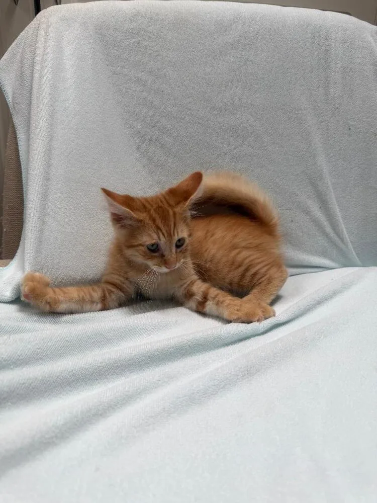 A baby medium-sized male Tabby (Orange / Red) Domestic Short Hair cat named Cupid for adoption in Oceanside, CA
