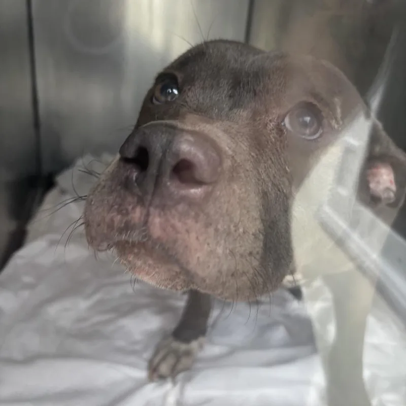 An adult medium-sized female Gray / Blue / Silver Mixed Breed dog named Ezra for adoption in Philadelphia, PA