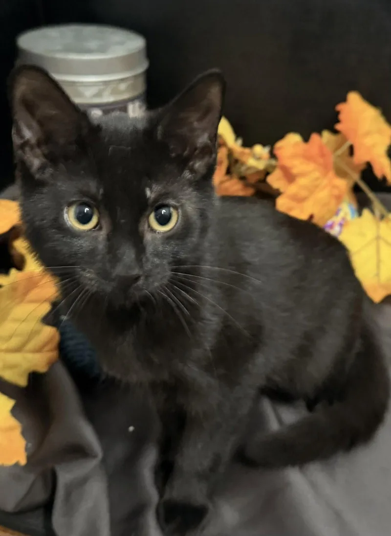 A baby small-sized female Black Domestic Short Hair cat named Tammy for adoption in Fayetteville, GA