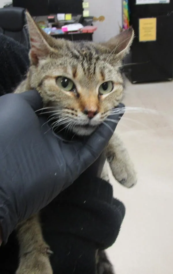 An adult large-sized female Domestic Short Hair cat named Sammy for adoption in Marietta, GA