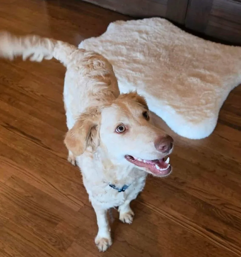 Butterscotch thumbnail 2