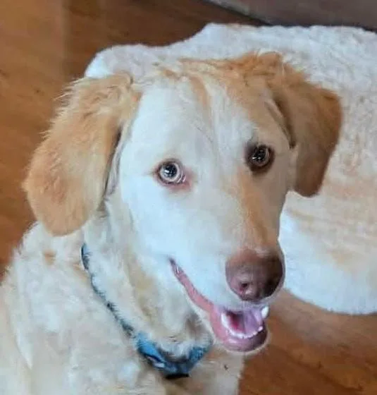 A young medium-sized female White / Cream Goldendoodle dog named Butterscotch for adoption in Boerne, TX