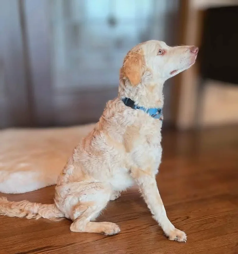 Butterscotch thumbnail 3