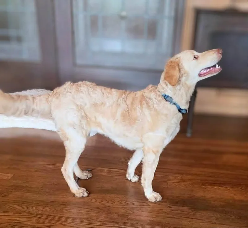 Butterscotch thumbnail 4