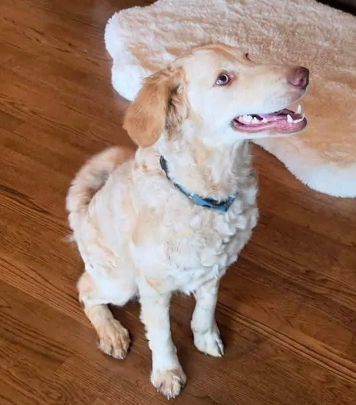 Butterscotch thumbnail 5