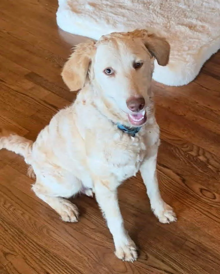 Butterscotch thumbnail 6