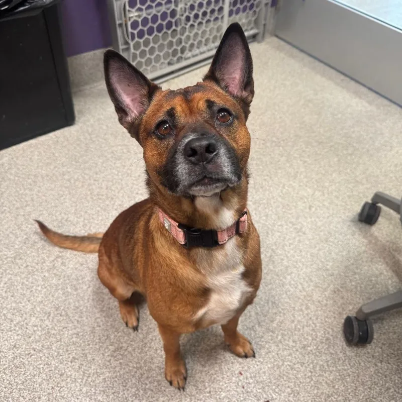 An adult medium-sized female Mixed Breed dog named Effie for adoption in Englewood, FL