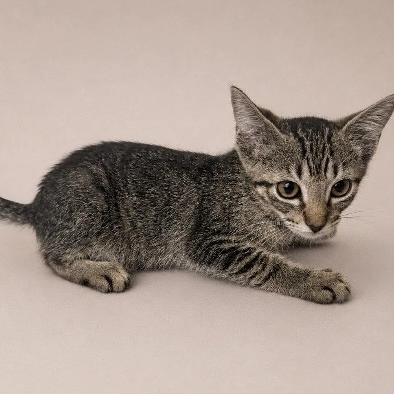 A baby medium-sized female Gray / Blue / Silver Domestic Short Hair cat named Mimosa for adoption in Oviedo, FL