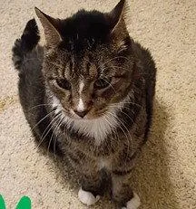 A senior medium-sized male Domestic Long Hair cat named Matty for adoption in Tavares, FL