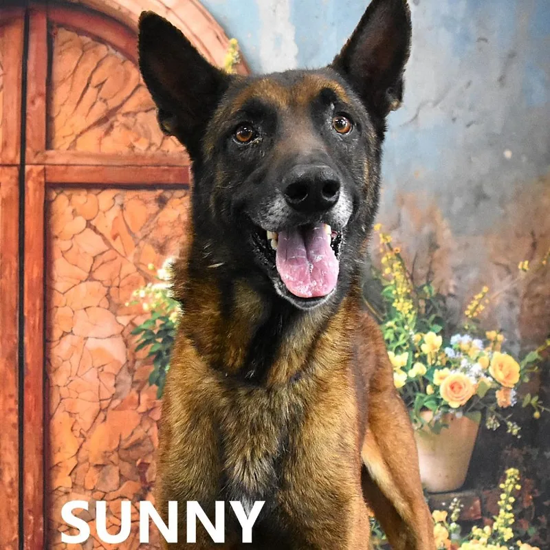 Sunny