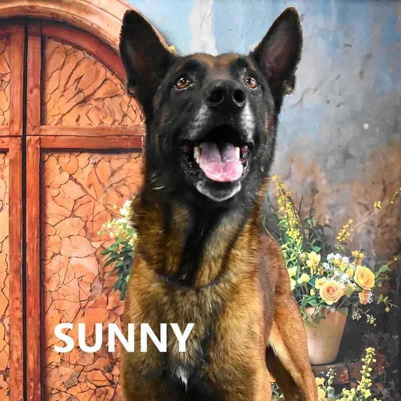Sunny thumbnail 2