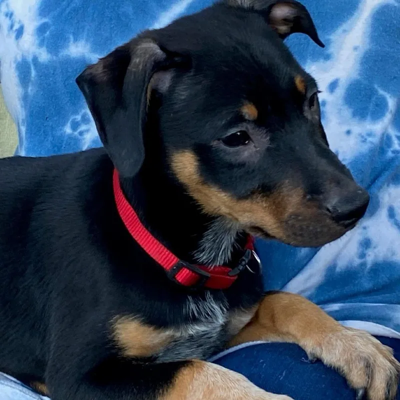 A baby small-sized male Black Dachshund dog named Jim for adoption in South Elgin, IL