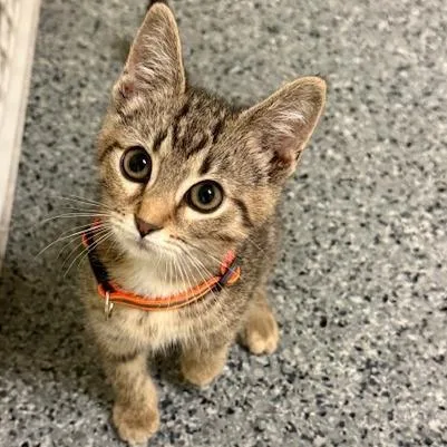 A baby medium-sized female Tabby (Brown / Chocolate) Domestic Short Hair cat named Velvet for adoption in Circleville, OH