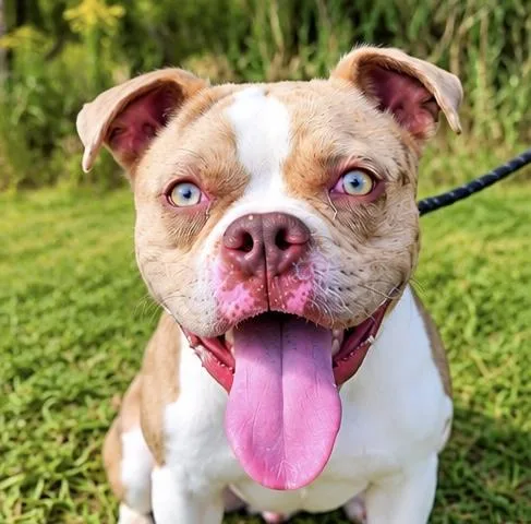 A young medium-sized male Boston Terrier dog named Wiley for adoption in Foley, AL
